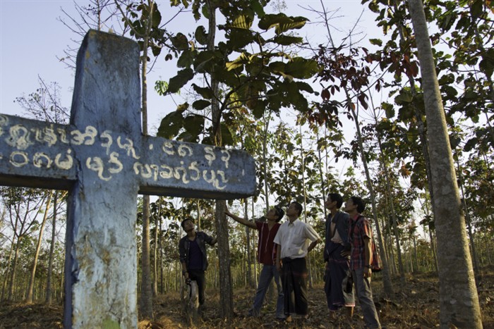 Yebu Village - rubber plantati